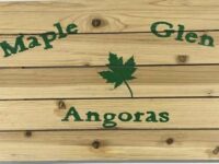 Maple Glen Angoras
